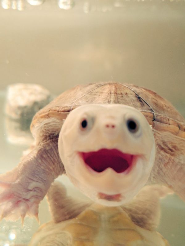 Turtle Twitter Yakyu-Zoido